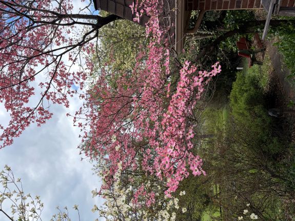 dogwood pnk hrothg.jpg